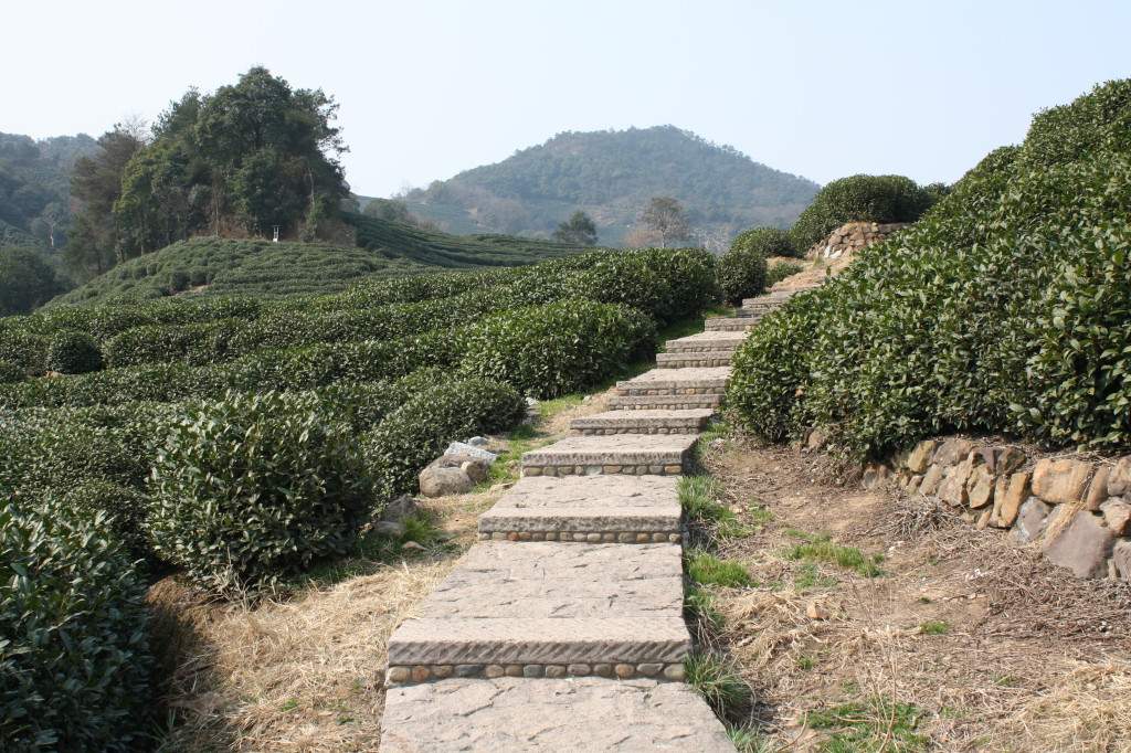 valley of tea