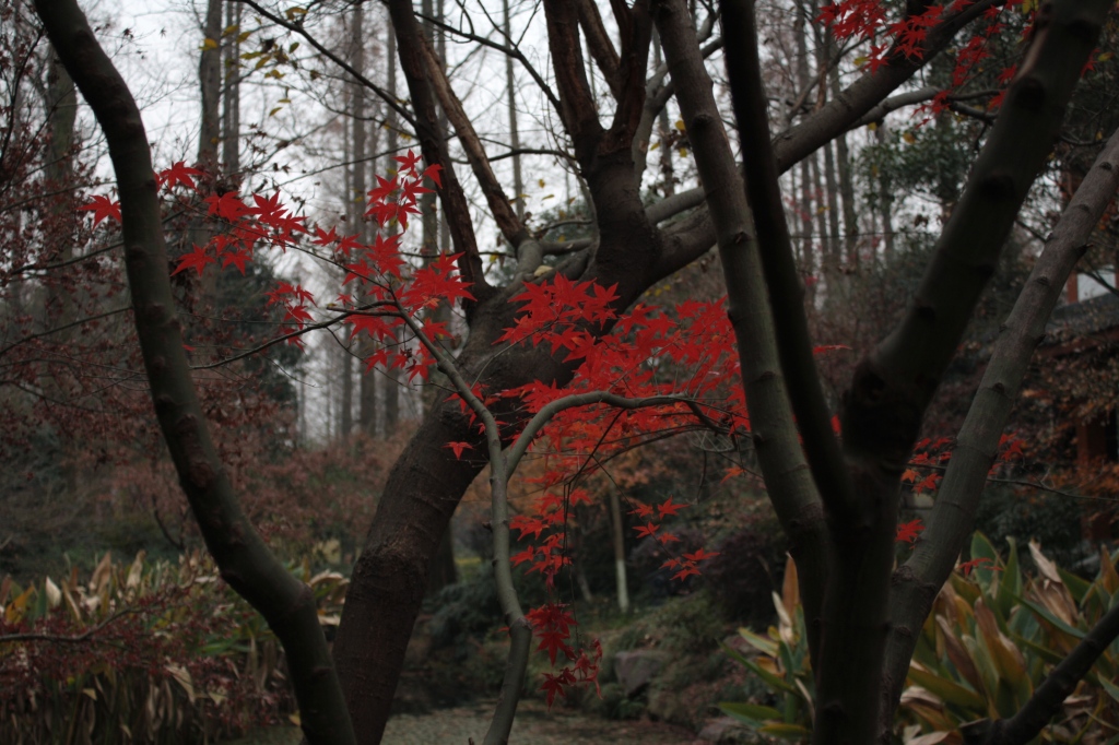 red maple