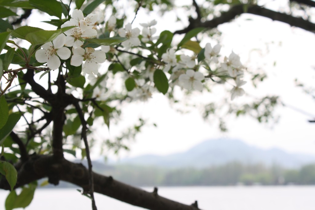 apple blossom