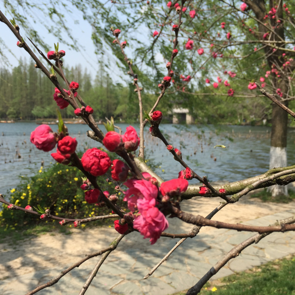 insta taohua