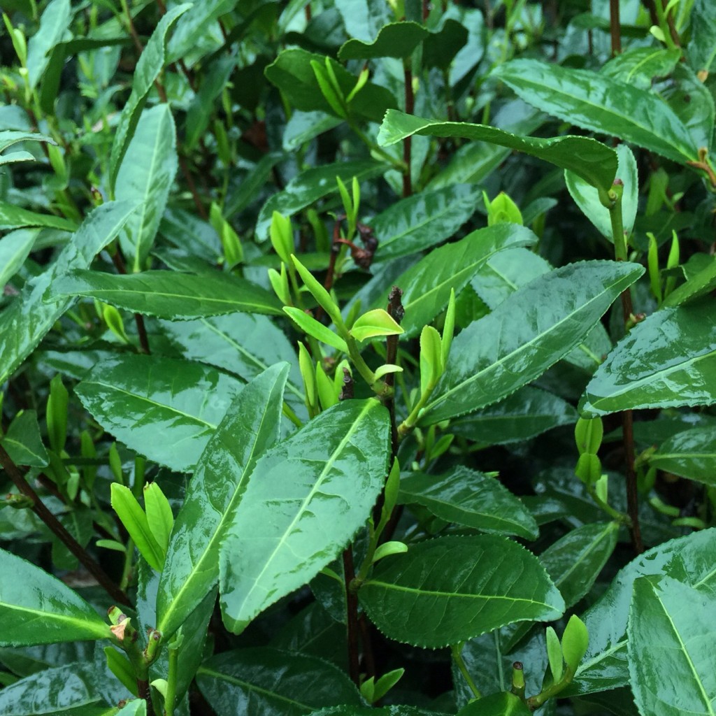 longjing bush