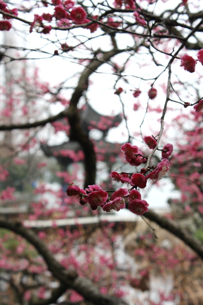 meihua pavilion